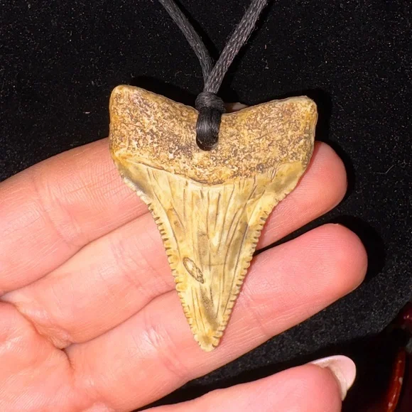 a collectible fossilized shark tooth pendant - Picture 2 of 2